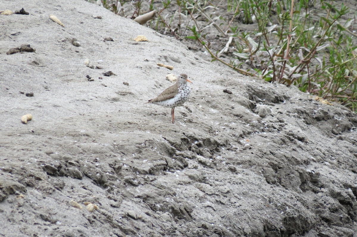 Spotted Sandpiper - Sarah Peden