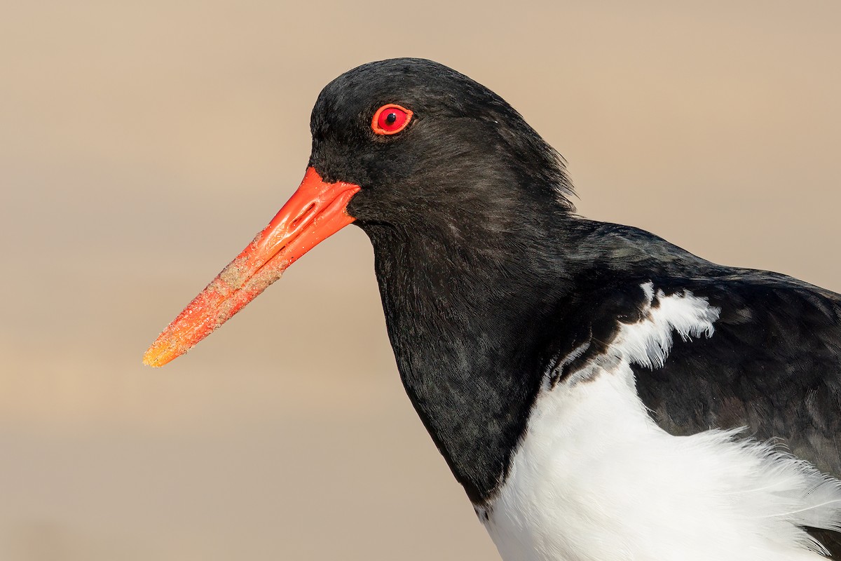 Pied Oystercatcher - ML609310736