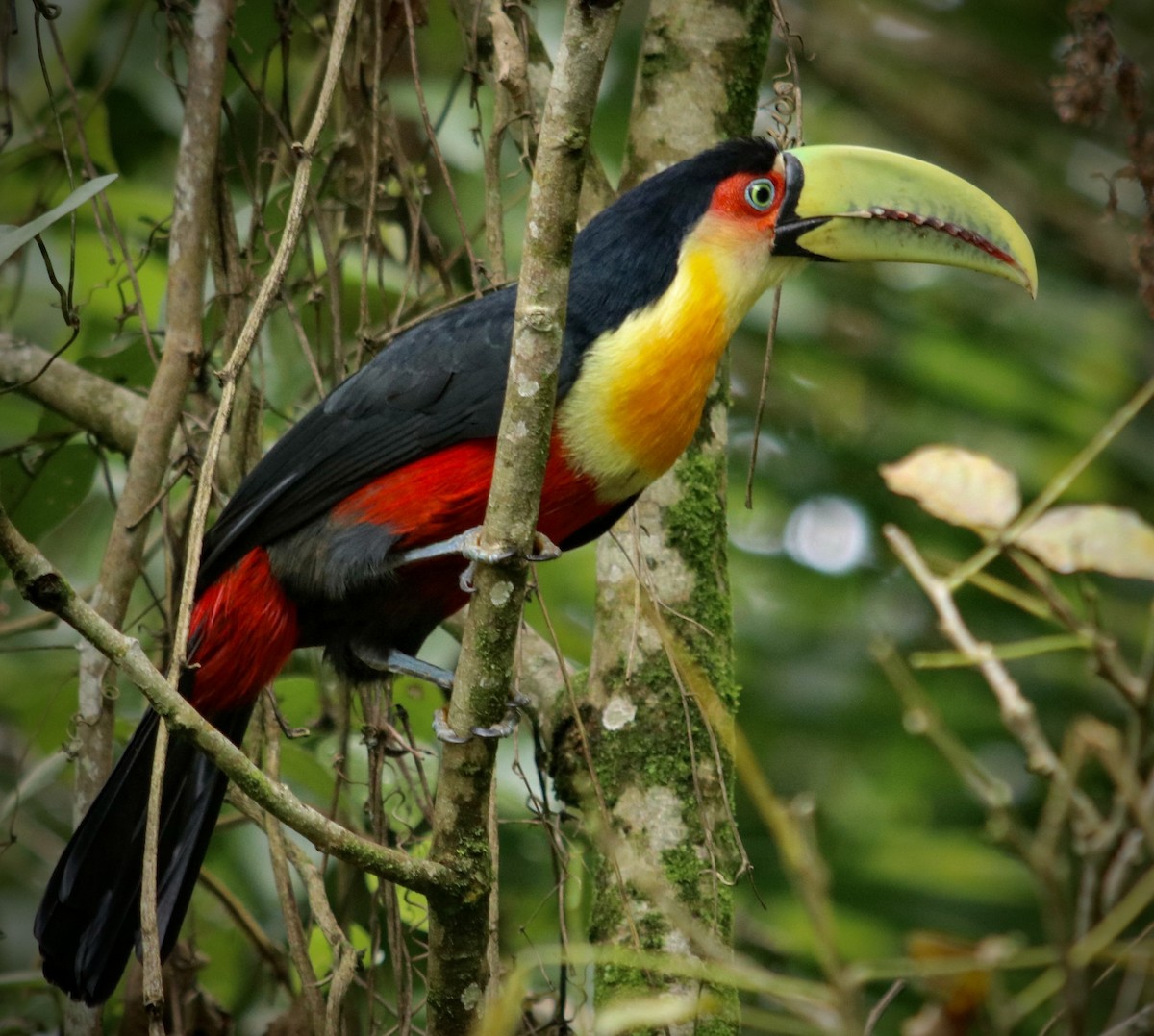 Red-breasted Toucan - ML609310768