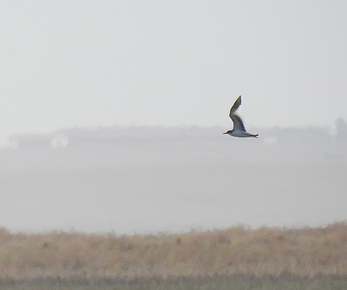 Mouette de Sabine - ML609310769