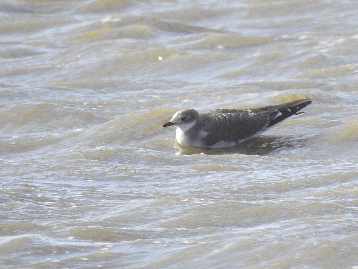 Sabine's Gull - ML609310770