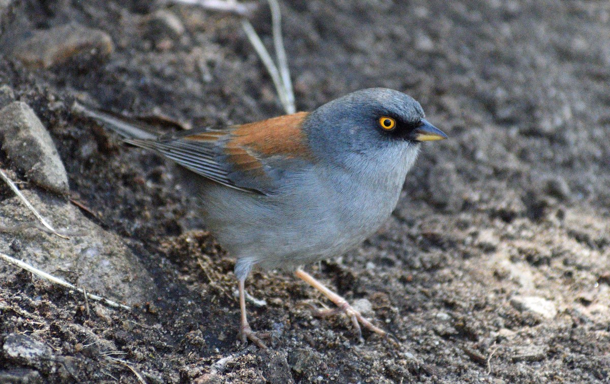 Yellow-eyed Junco - ML609310783