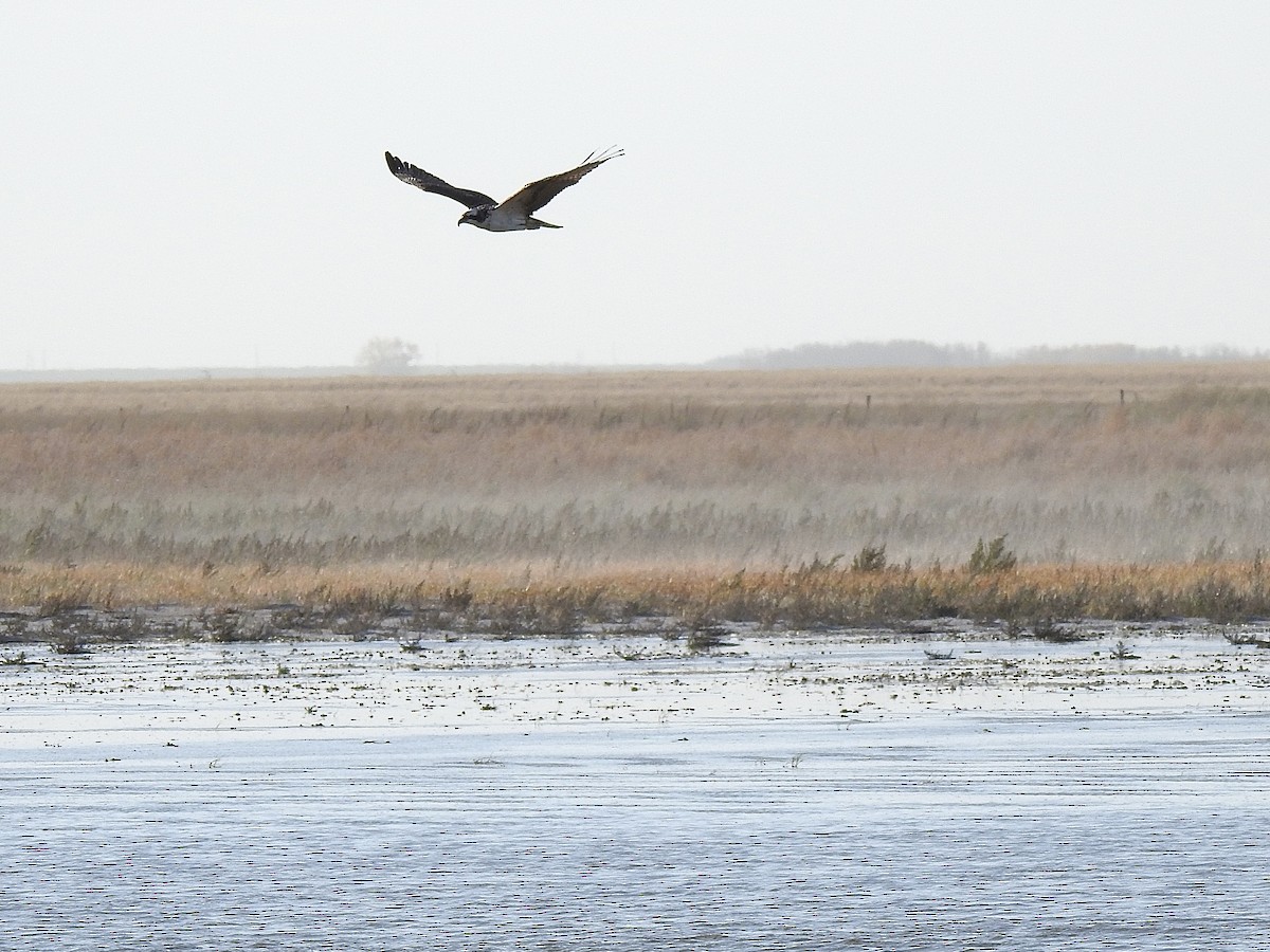 Balbuzard pêcheur - ML609310805