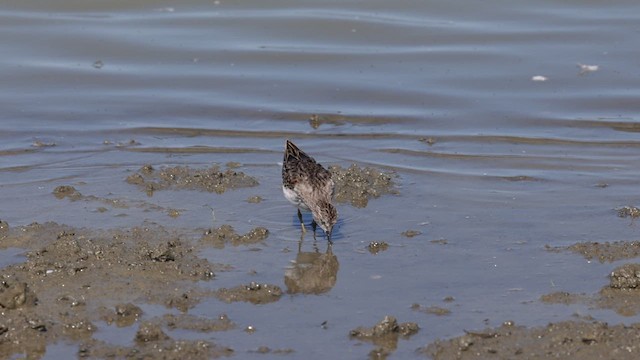 Least Sandpiper - ML609310809