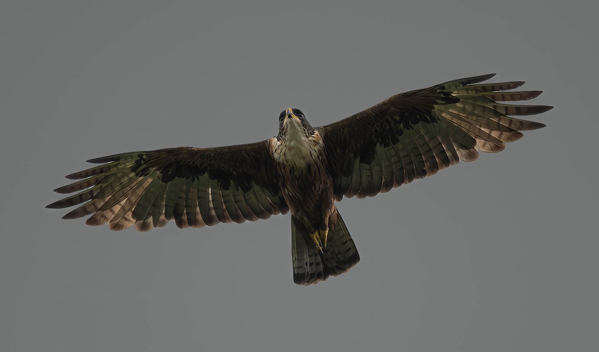 Rufous-bellied Eagle - Henry Witsken