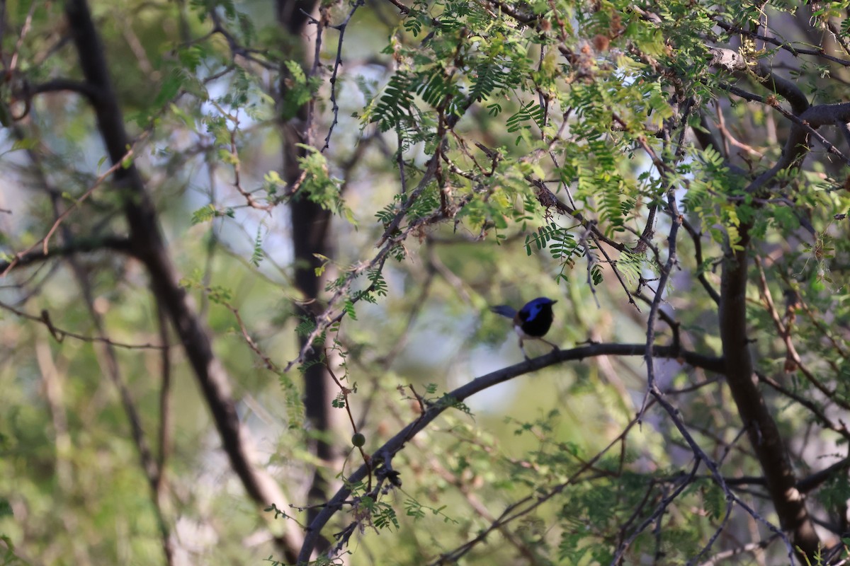 fairywren sp. - Annette McCarthy