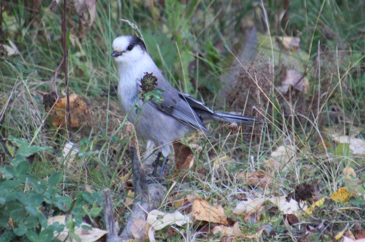 Canada Jay - ML609310927