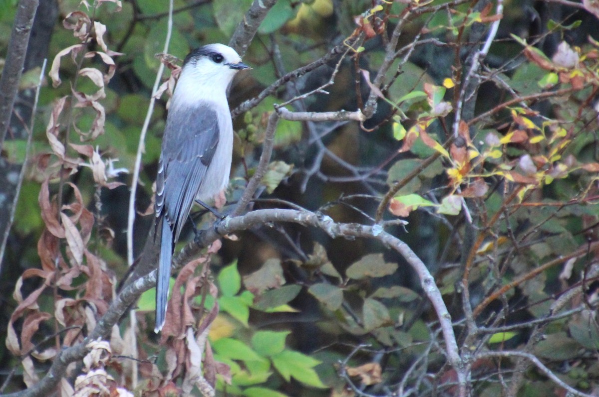 Canada Jay - ML609310933