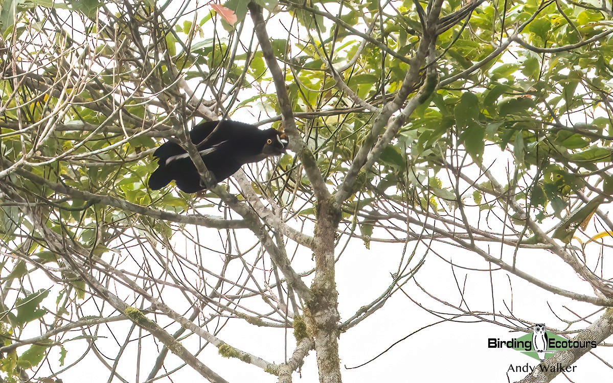 Carola's Parotia - ML609310947