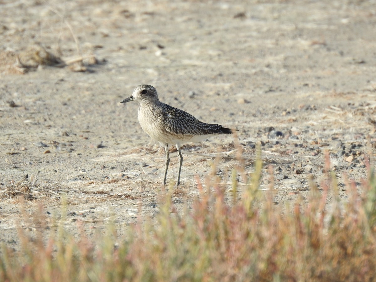 Black-bellied Plover - Sharlane Toole