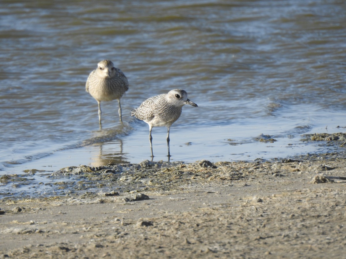 Black-bellied Plover - Sharlane Toole