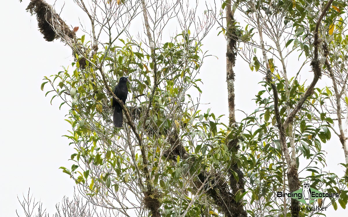 White-crowned Cuckoo - ML609311023