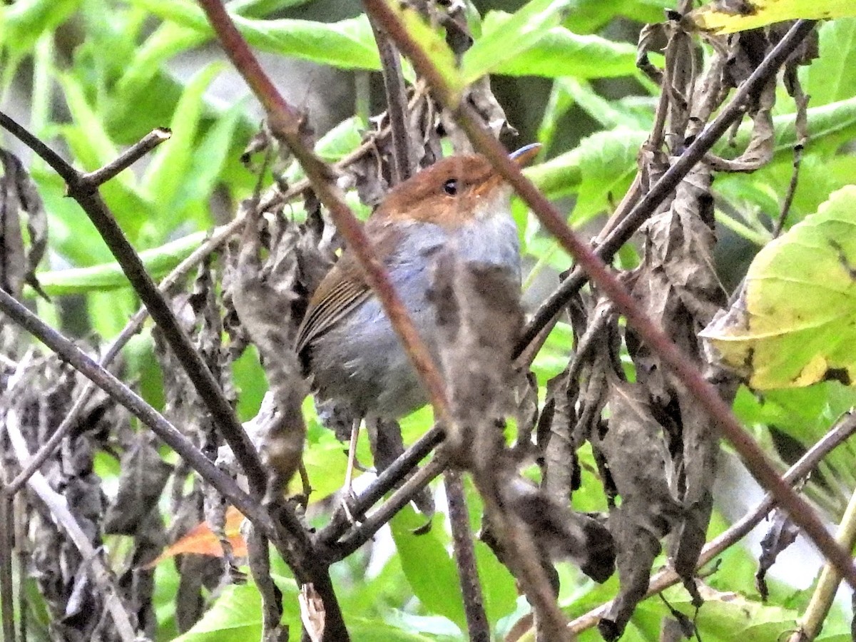 Russet-capped Tesia - Warren Regelmann