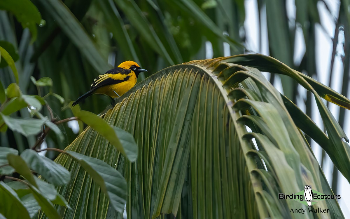 Golden Monarch - Andy Walker - Birding Ecotours