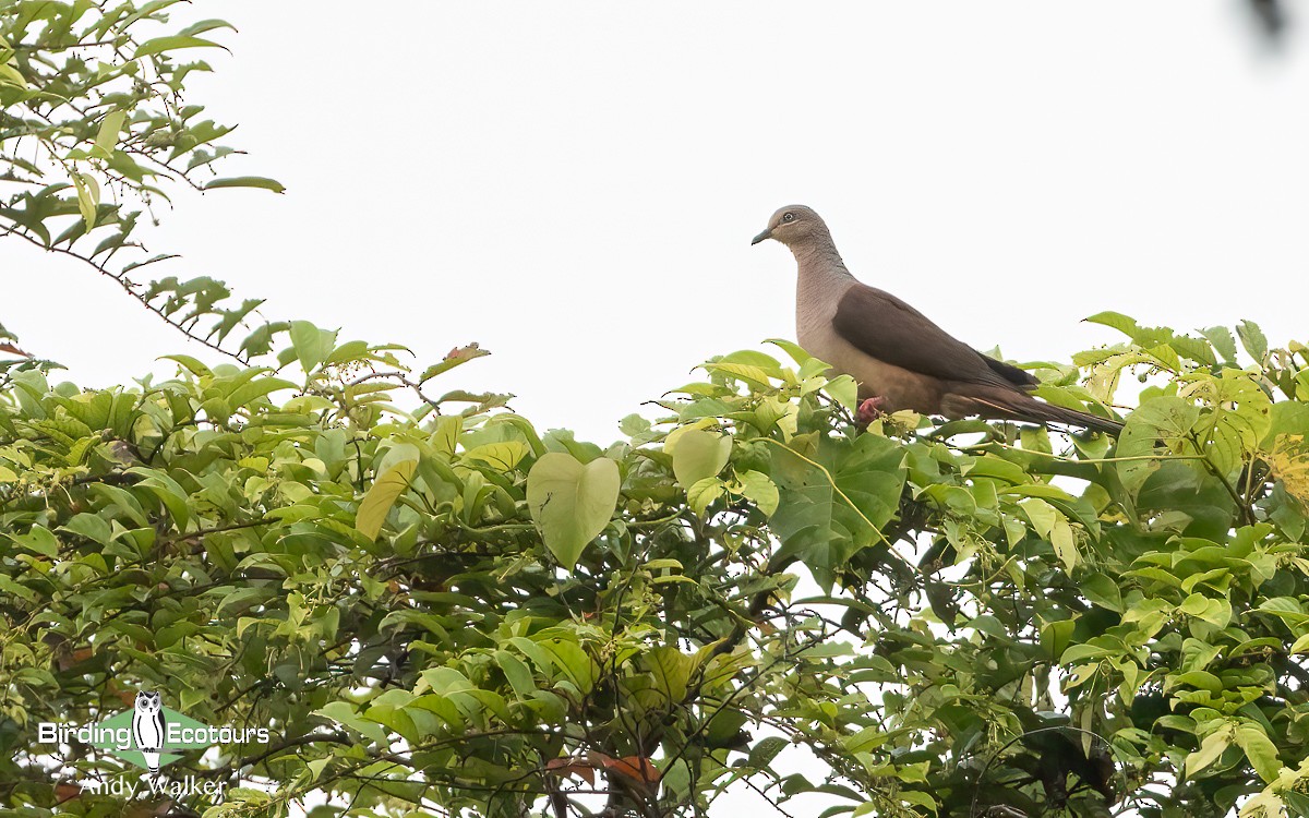 Amboyna Cuckoo-Dove - Andy Walker - Birding Ecotours