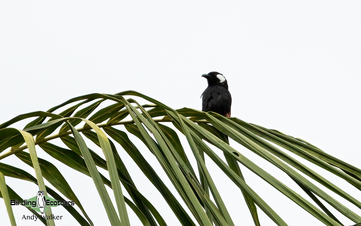 Lowland Peltops - Andy Walker - Birding Ecotours