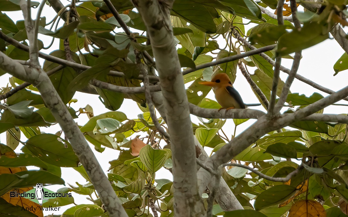Yellow-billed Kingfisher - Andy Walker - Birding Ecotours