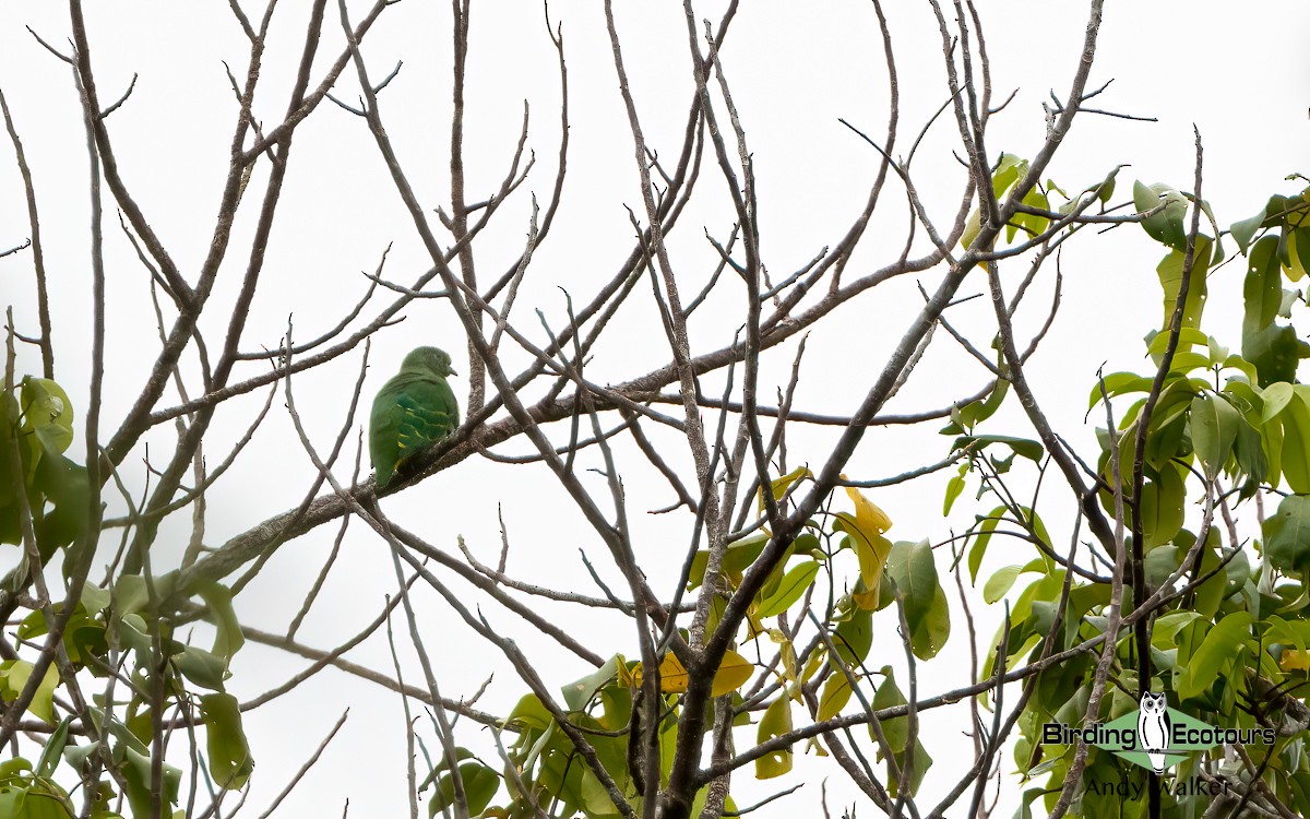 Dwarf Fruit-Dove - Andy Walker - Birding Ecotours
