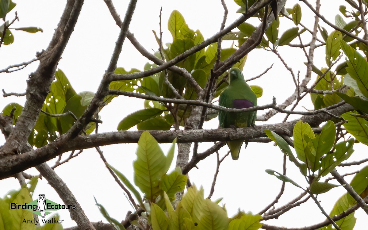 Dwarf Fruit-Dove - Andy Walker - Birding Ecotours