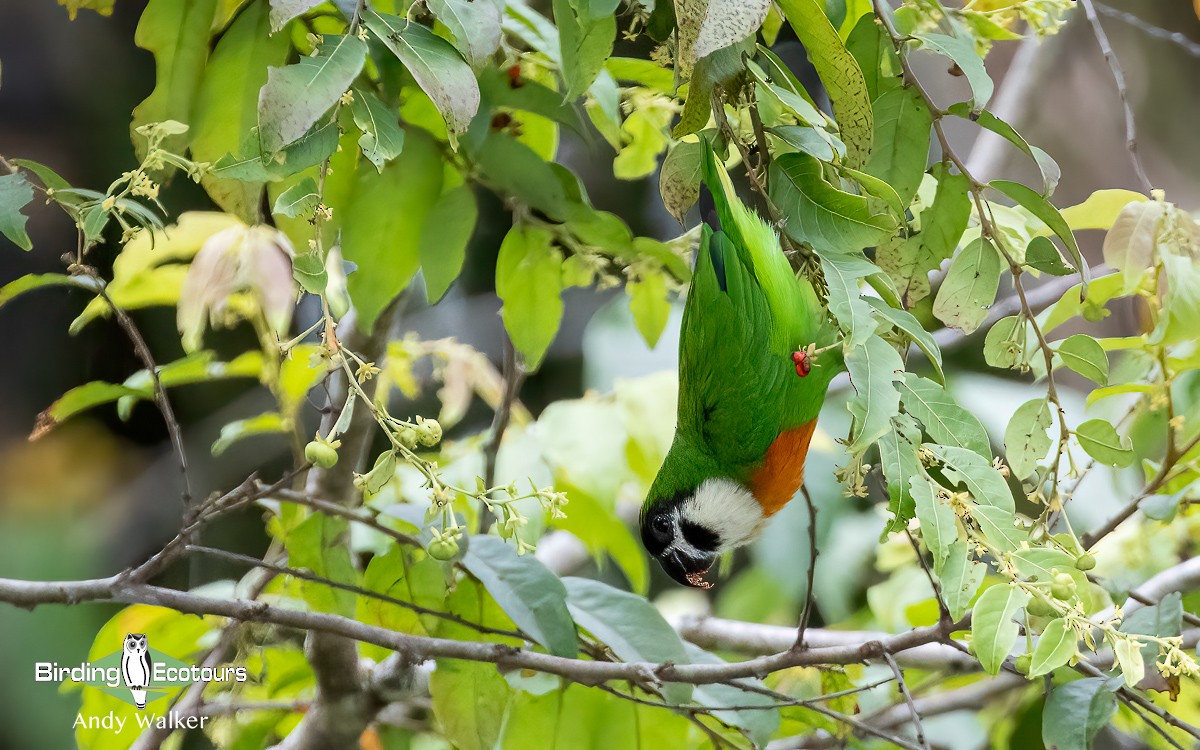 Dusky-cheeked Fig-Parrot - ML609311103