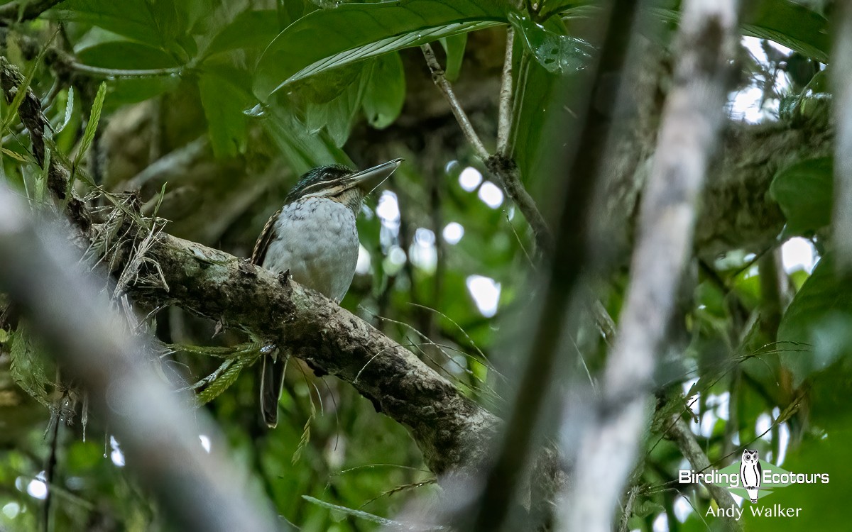 Hook-billed Kingfisher - Andy Walker - Birding Ecotours