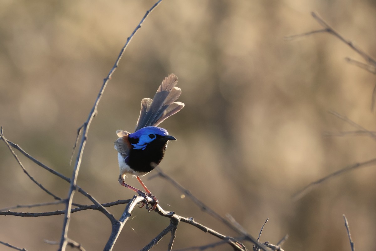 fairywren sp. - Annette McCarthy