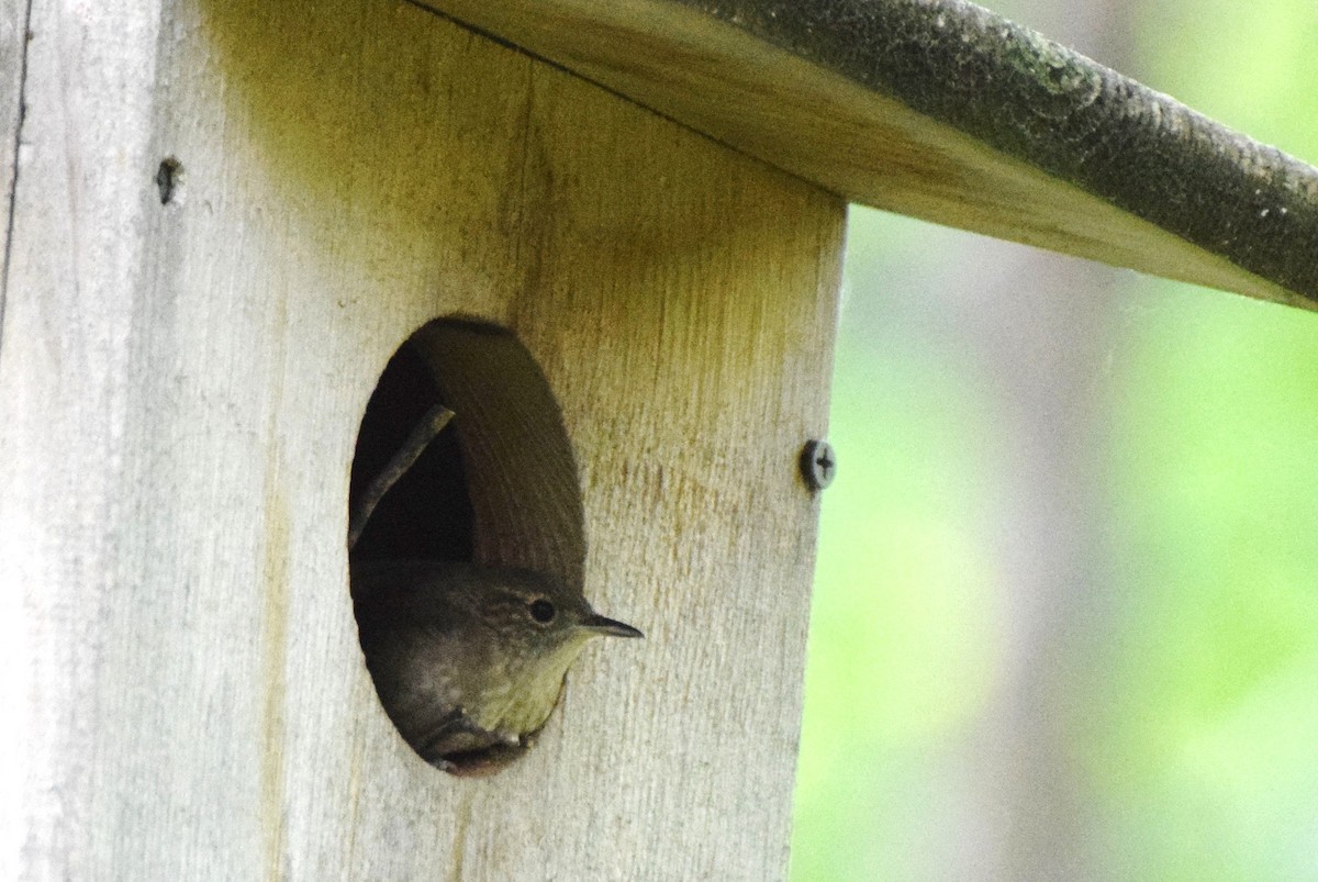 House Wren - irina shulgina