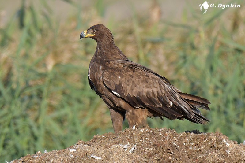 Steppe Eagle - ML609311269