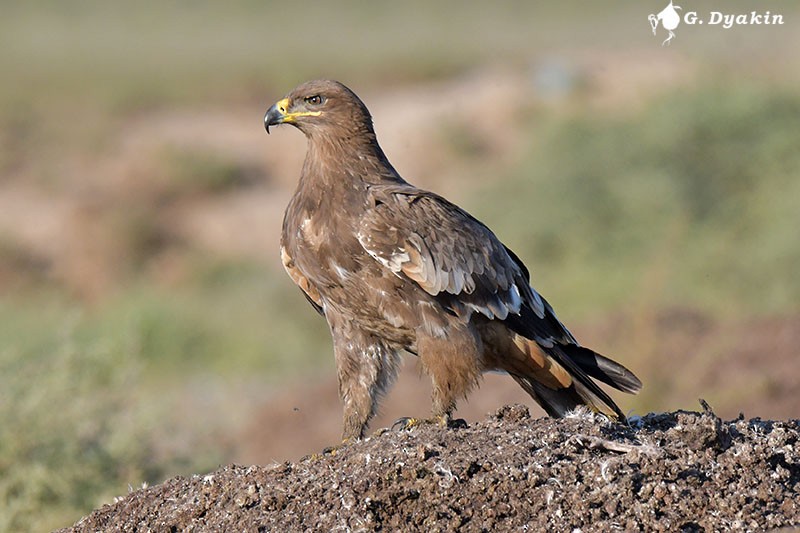 Steppe Eagle - Gennadiy Dyakin