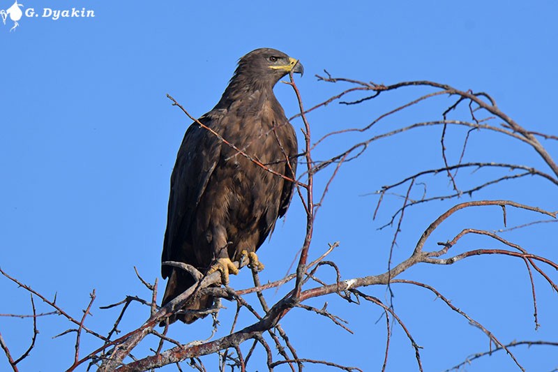 Steppe Eagle - ML609311273