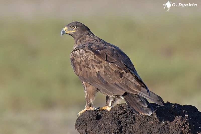 Steppe Eagle - Gennadiy Dyakin