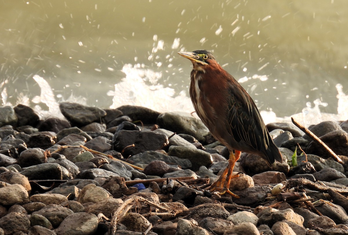 Green Heron - Pablo Chumil Birding Guatemala