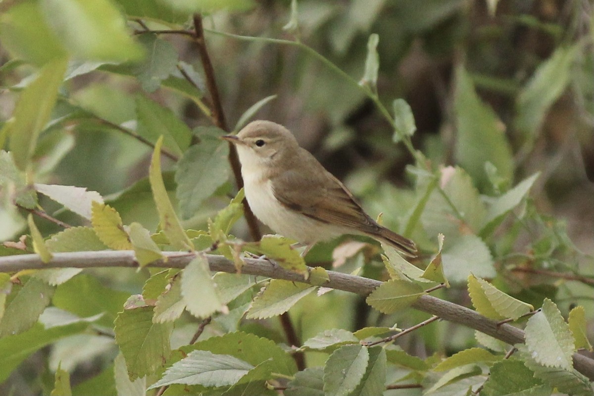 Booted Warbler - Peyton Stone