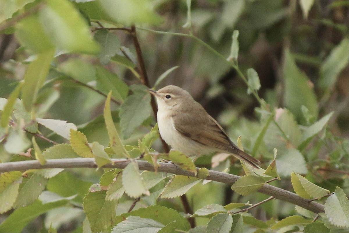 Booted Warbler - Peyton Stone