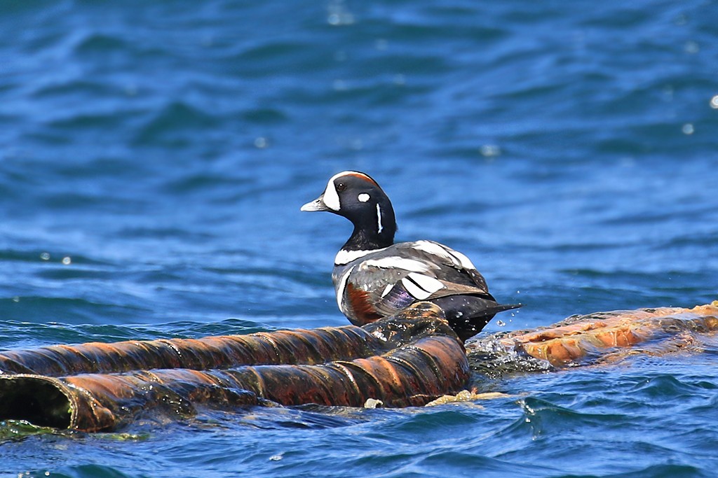 Harlequin Duck - Rene Valdes 🦜