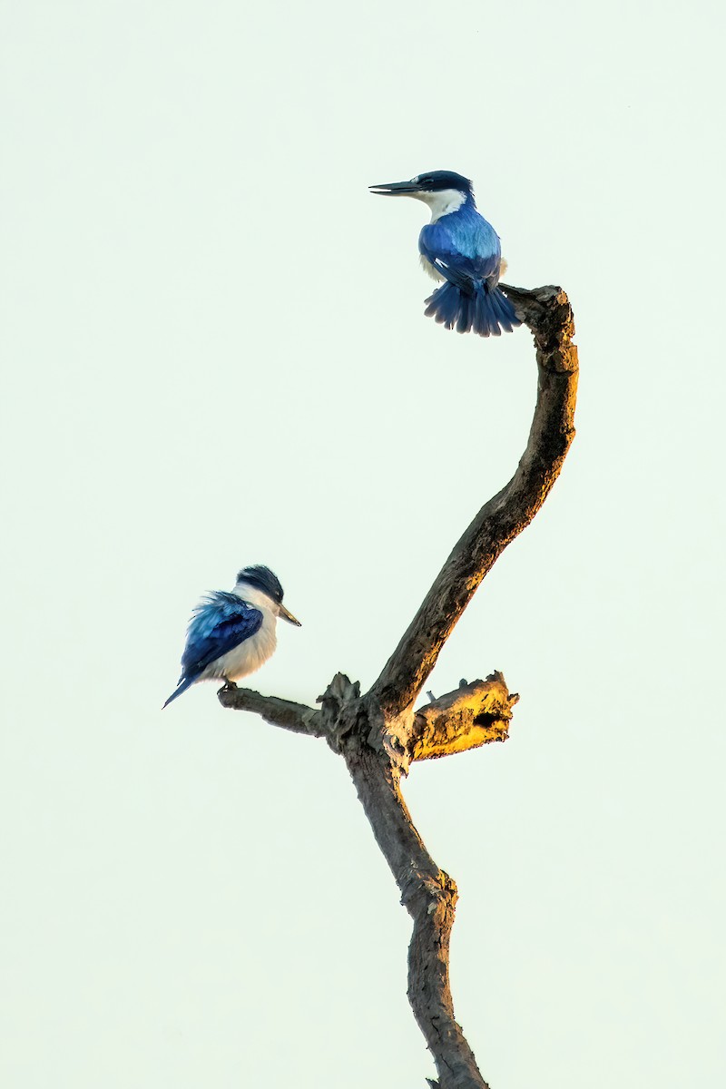 Forest Kingfisher - Jonathan Tickner
