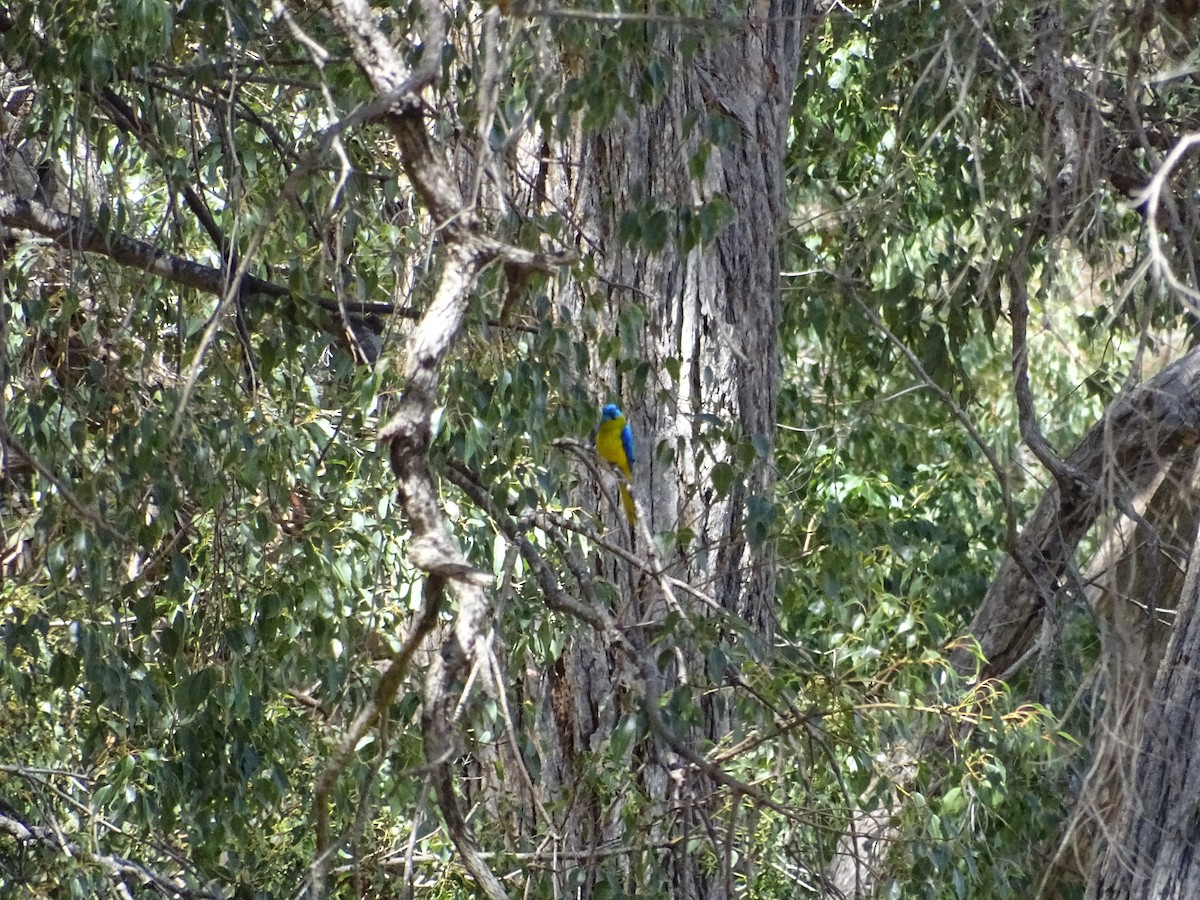 Turquoise Parrot - ML609311315