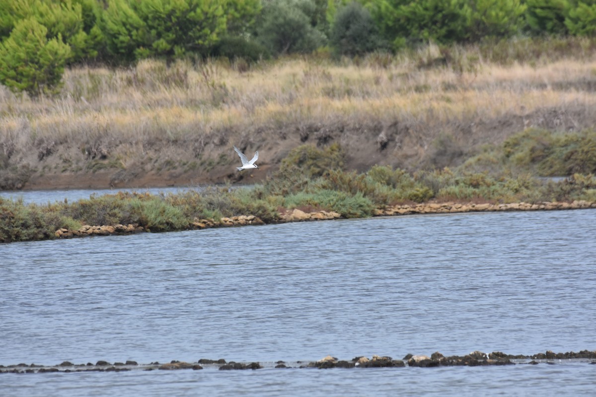 Sandwich Tern - Maximilian Weinschenk