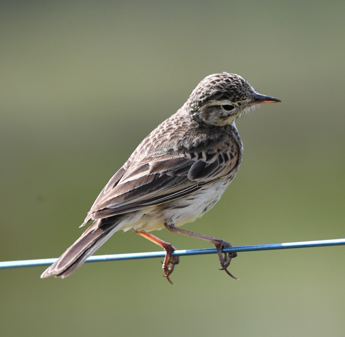 Bisbita Neozelandés (grupo australis) - ML609311627