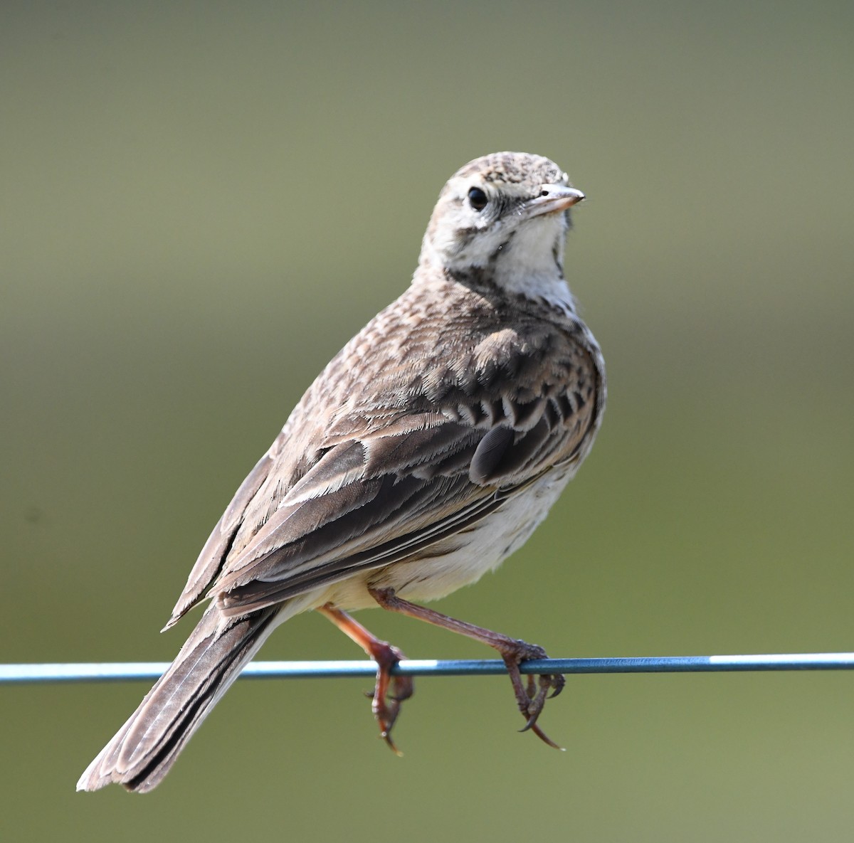 Bisbita Neozelandés (grupo australis) - ML609311628