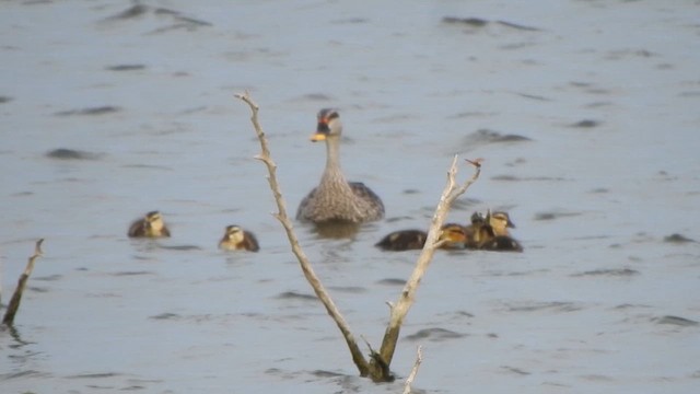 Indian Spot-billed Duck - ML609311662