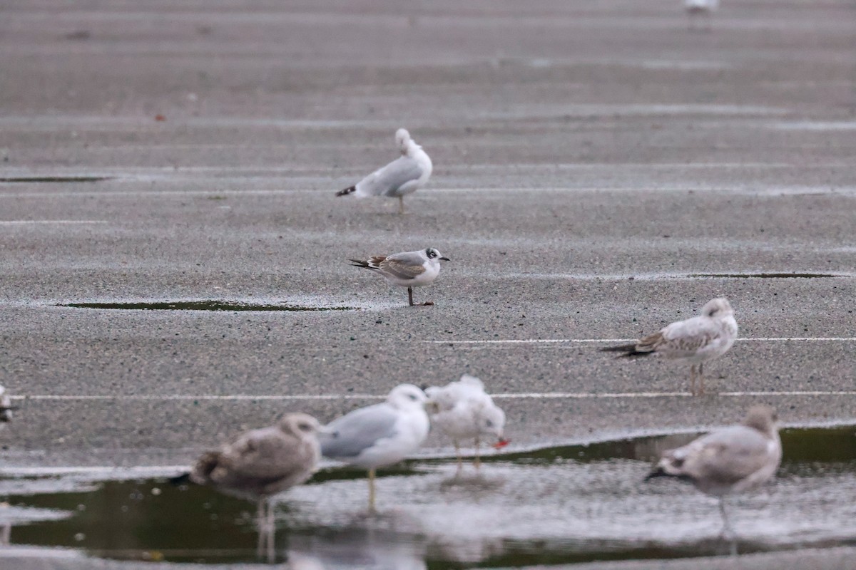 Franklin's Gull - ML609311772