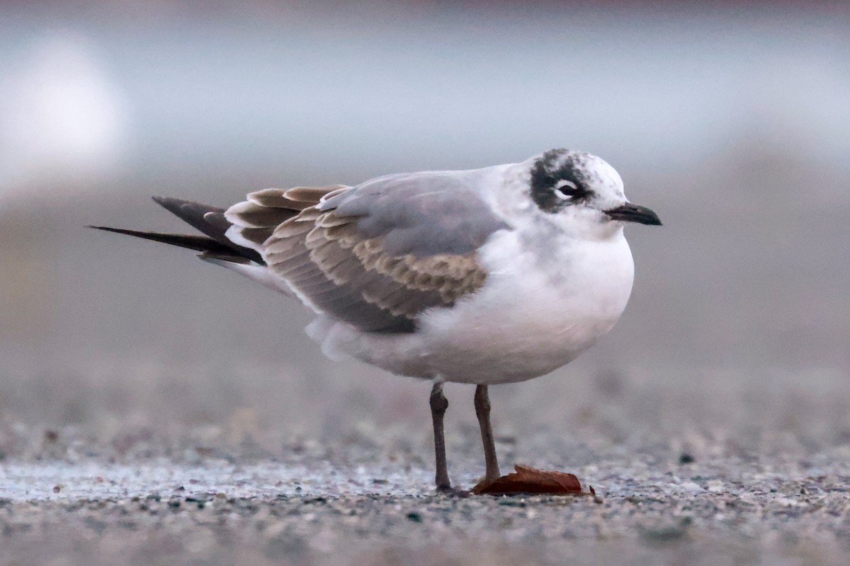 Franklin's Gull - ML609311773