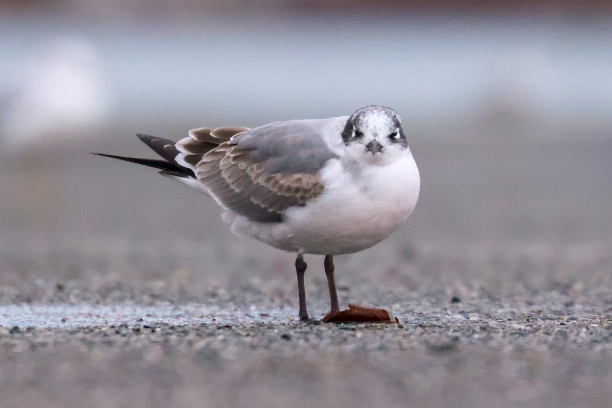 Franklin's Gull - ML609311775