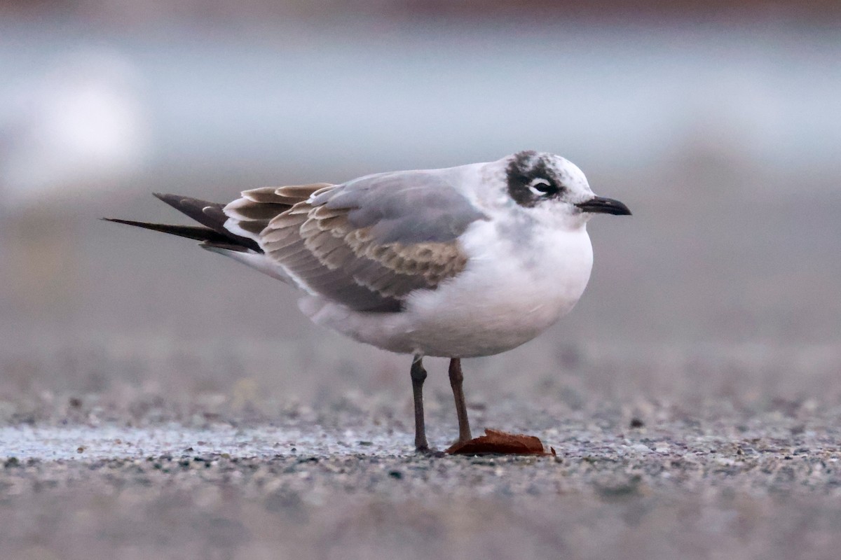 Franklin's Gull - ML609311777