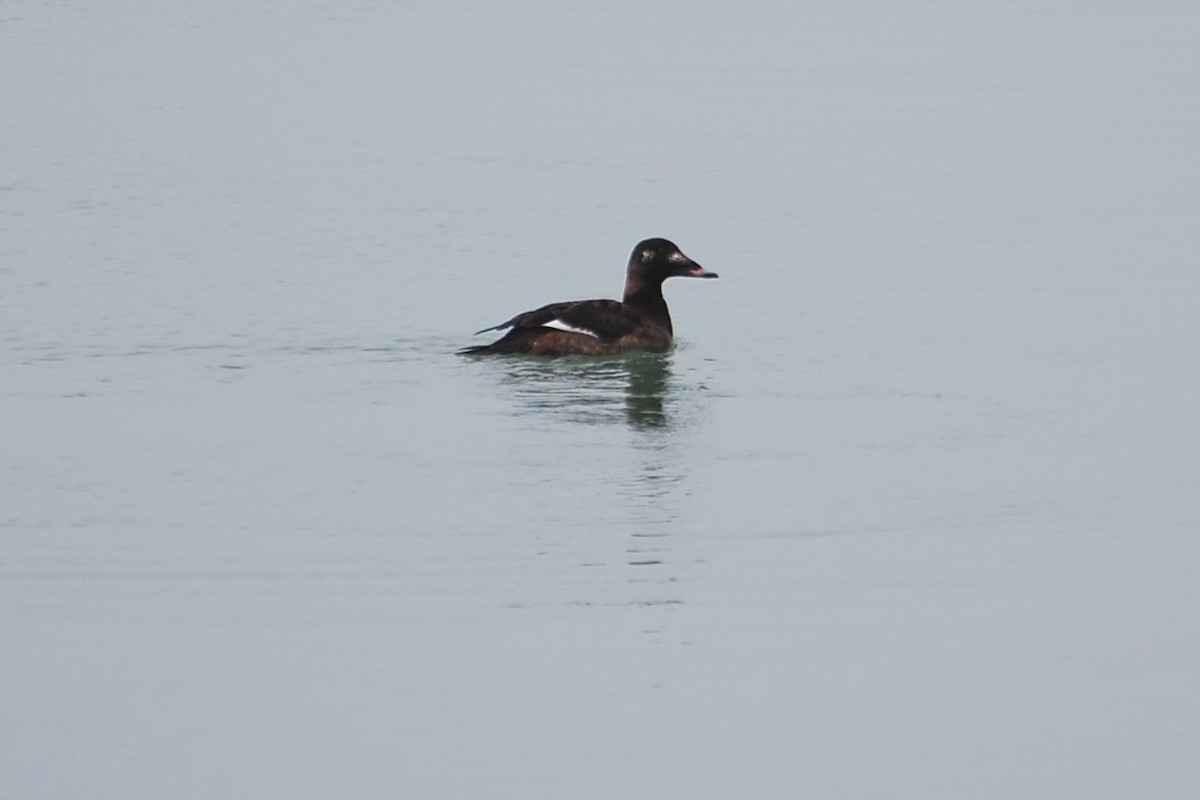 White-winged Scoter - ML609311793