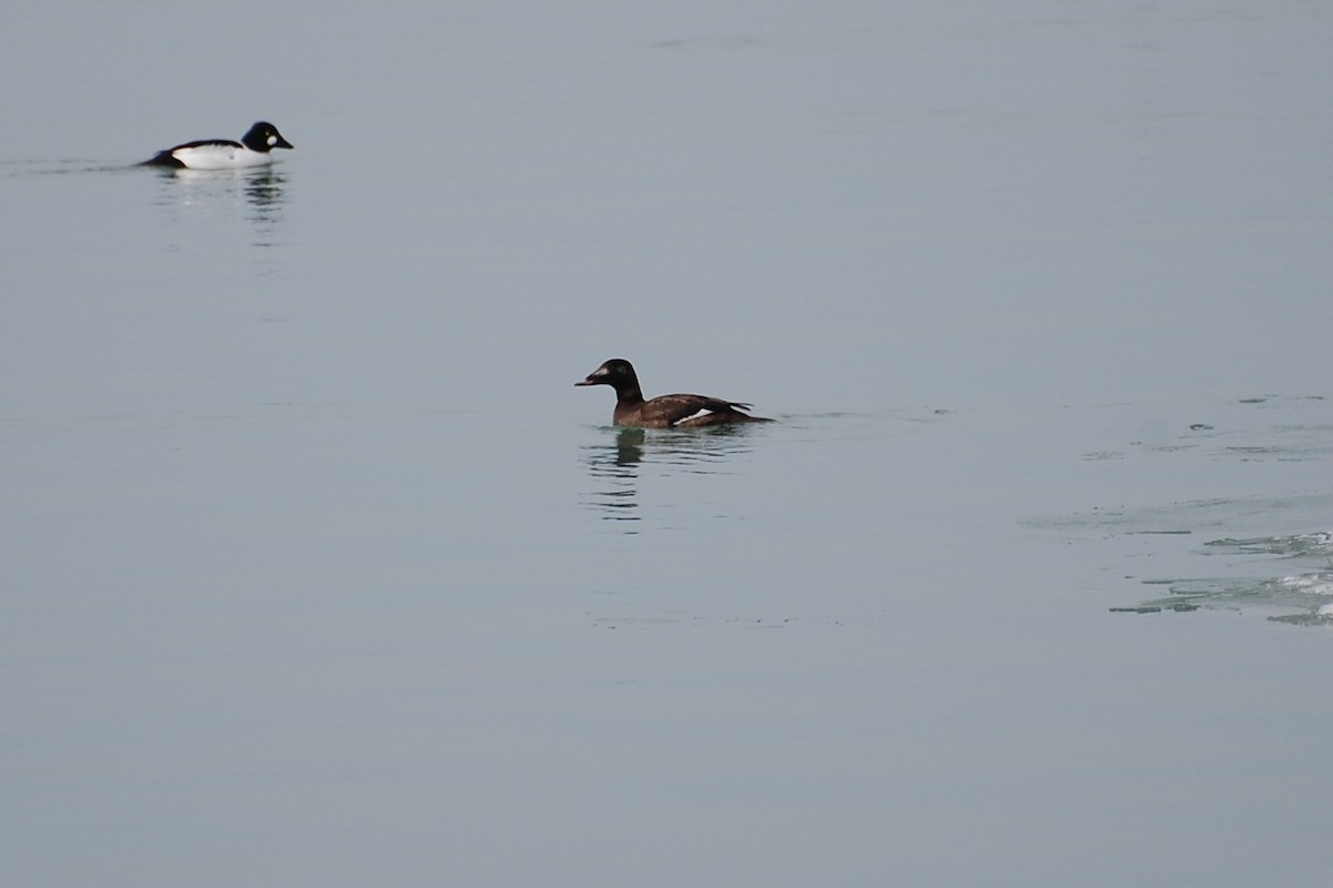 White-winged Scoter - ML609311799