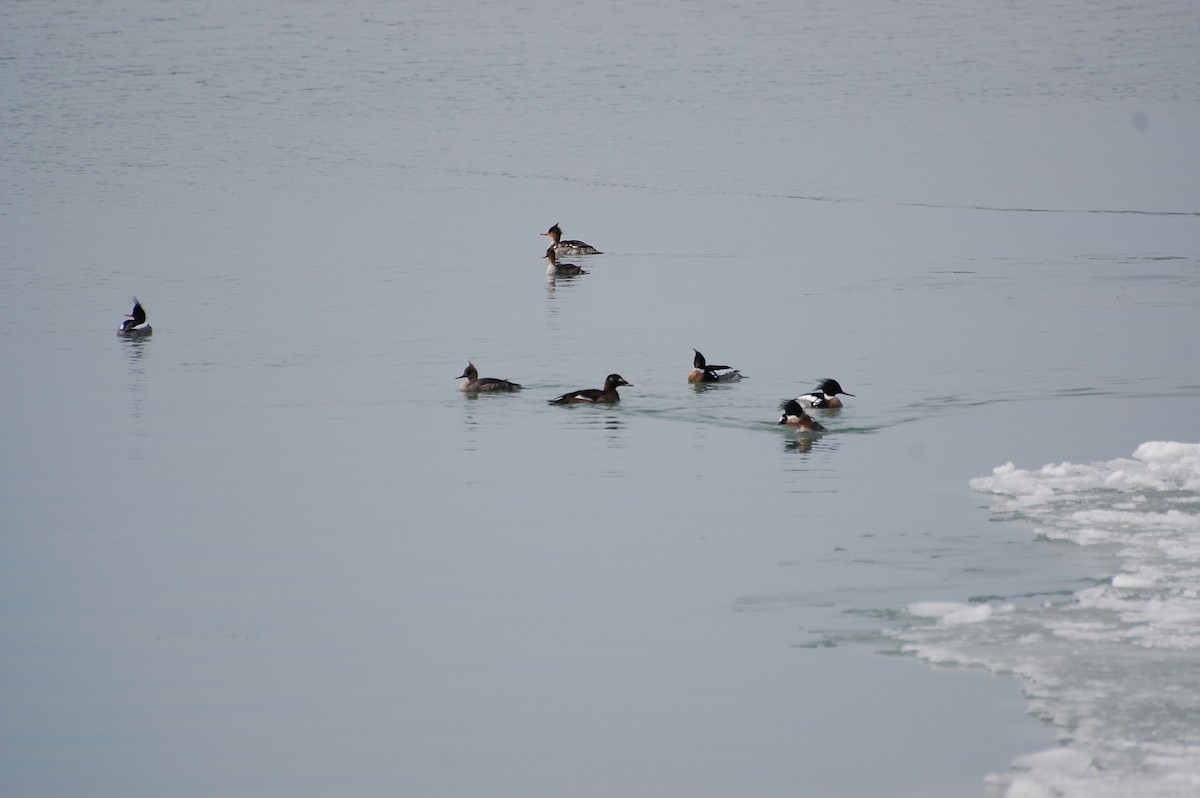 White-winged Scoter - ML609311812