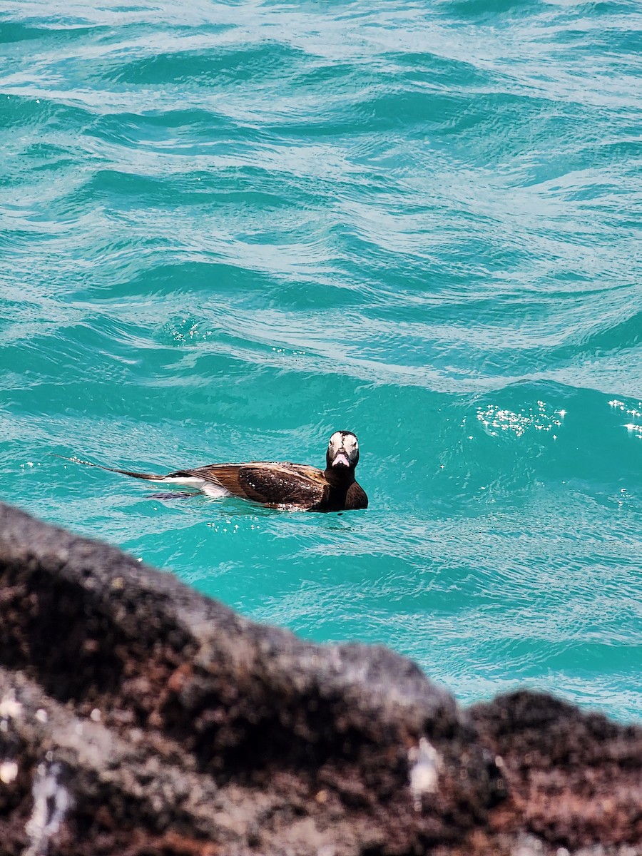 Long-tailed Duck - ML609311866