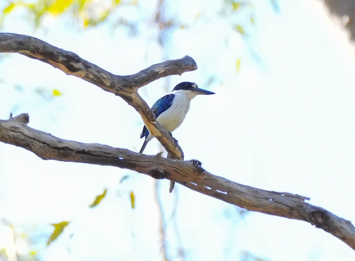 Forest Kingfisher - ML609311891